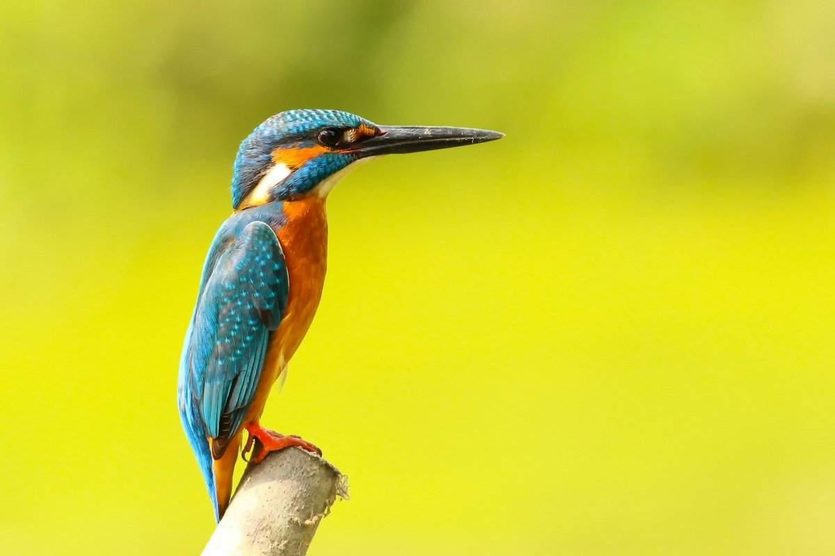 Kingfisher