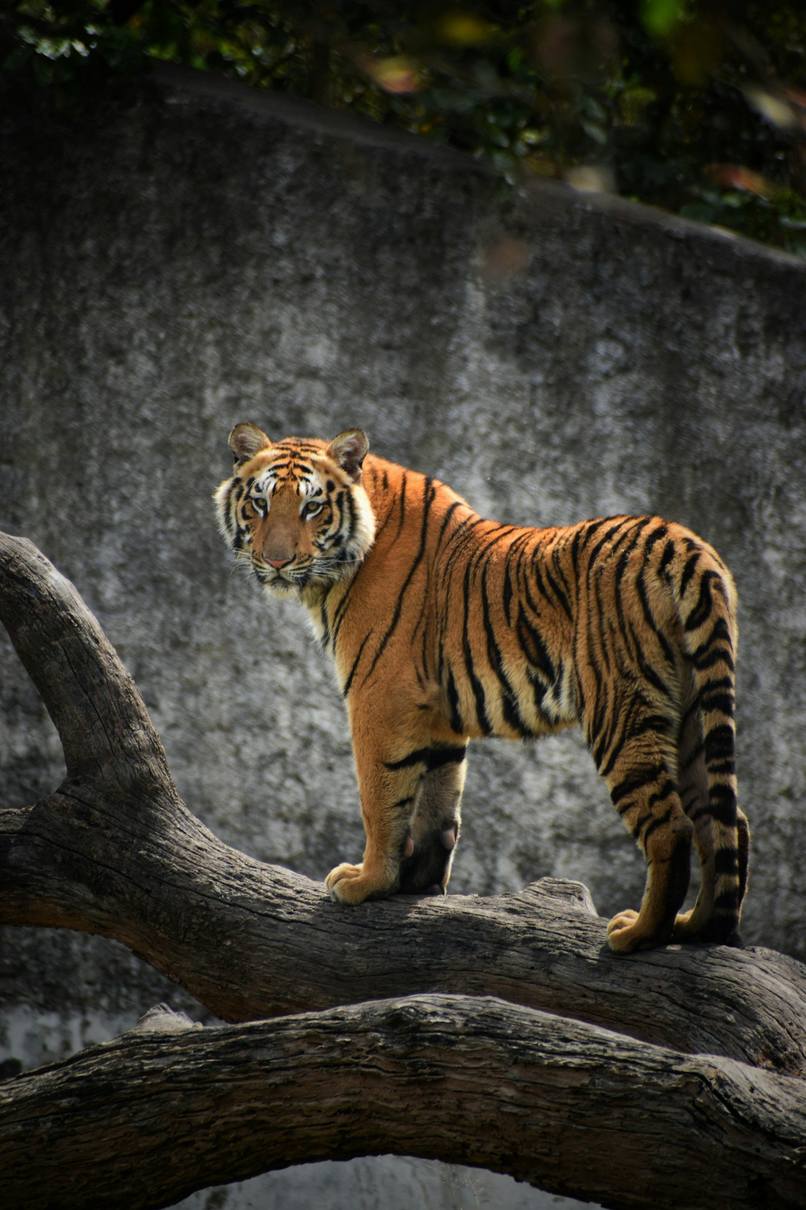 Royal Bengal Tiger
