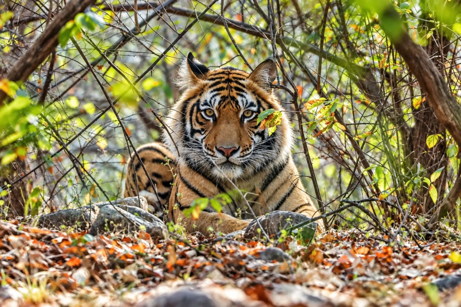 Royal Bengal tiger in Sundarban forest