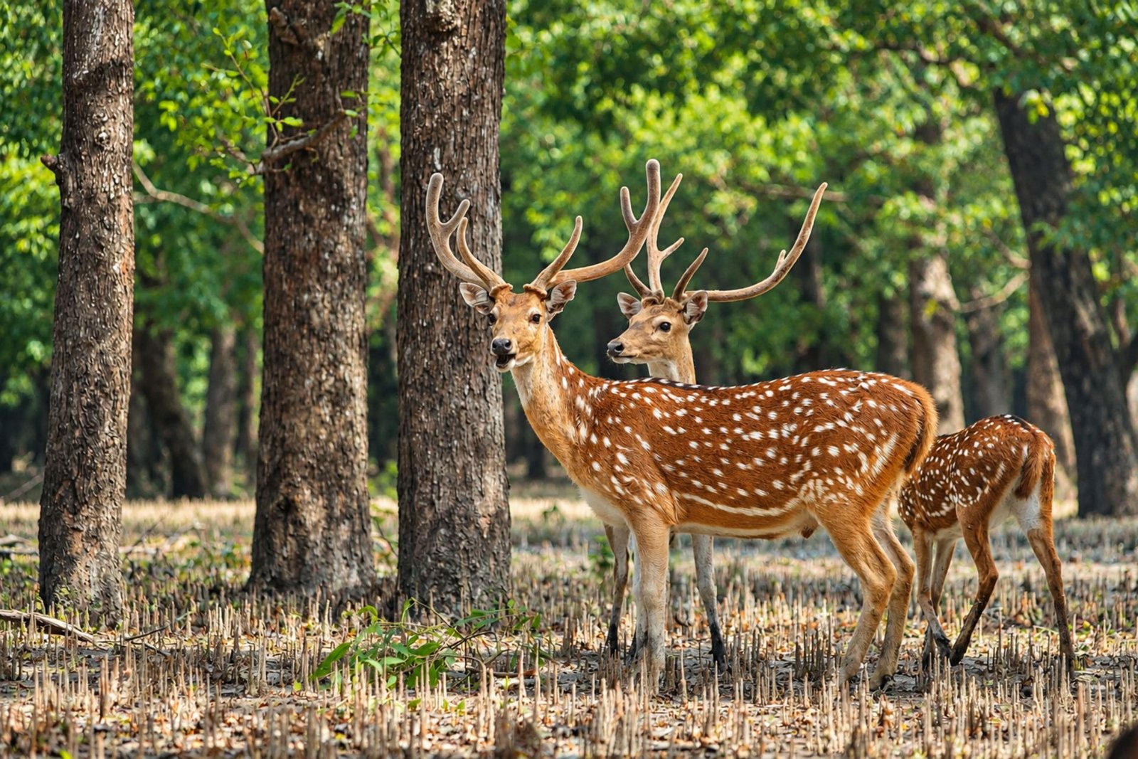 Forest sightings