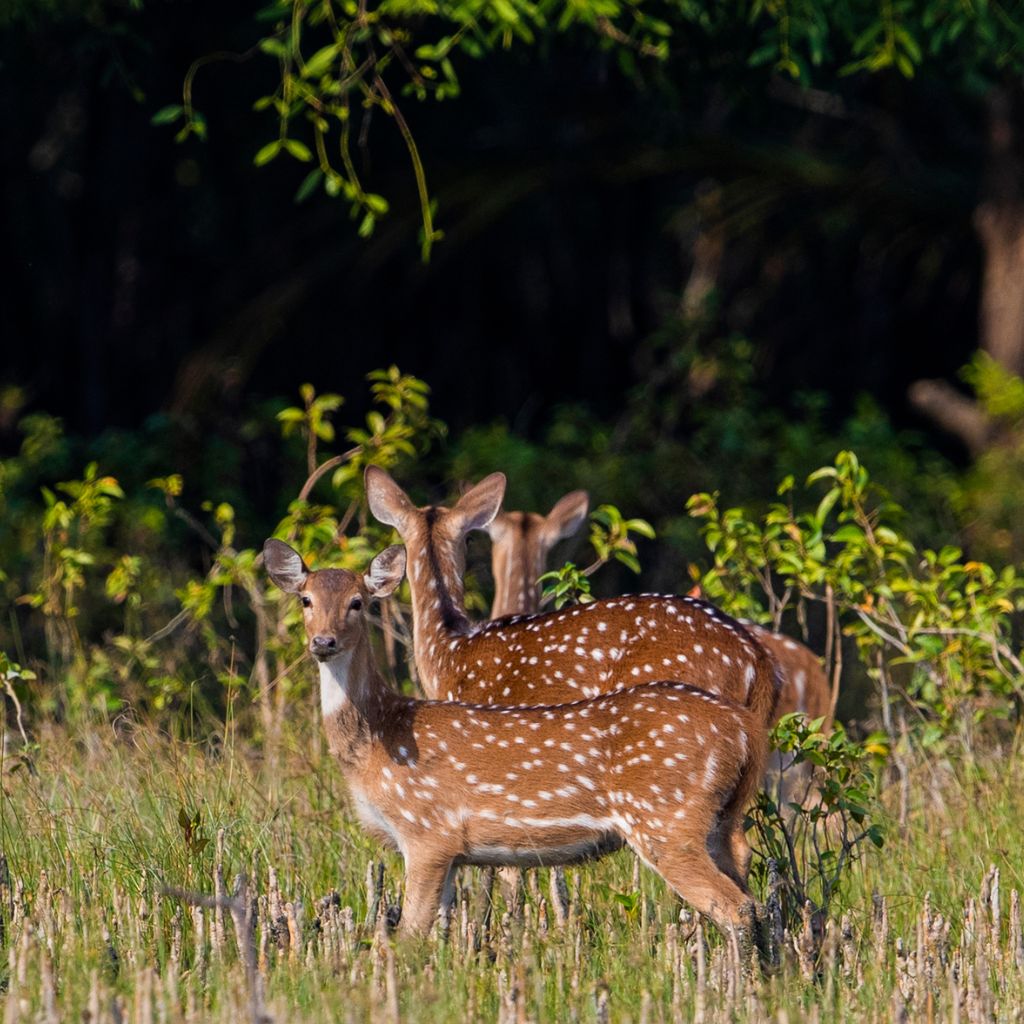 Boat journey in Sundarban
