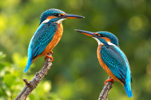 Bird Watching