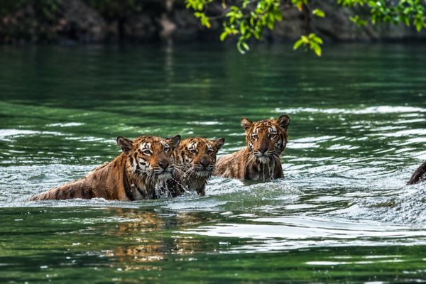 Sundarban travel gallery photo 3