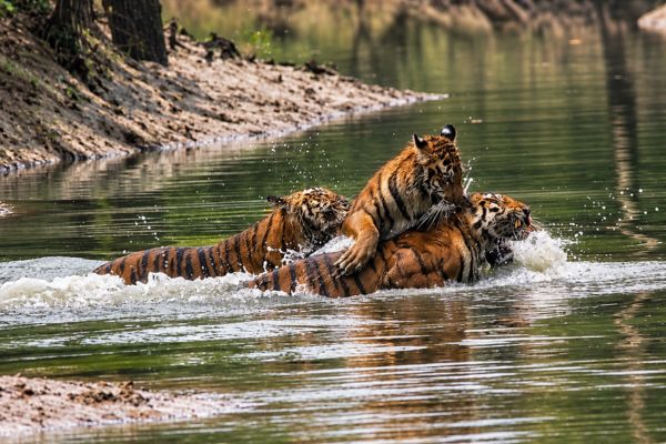 Sundarban travel gallery photo 4