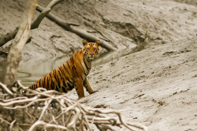 Sundarban 2 Days 1 Night Package - Tour image 4