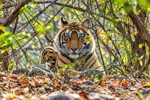 Sundarban Wildlife: Discover the Royal Bengal Tiger Habitat