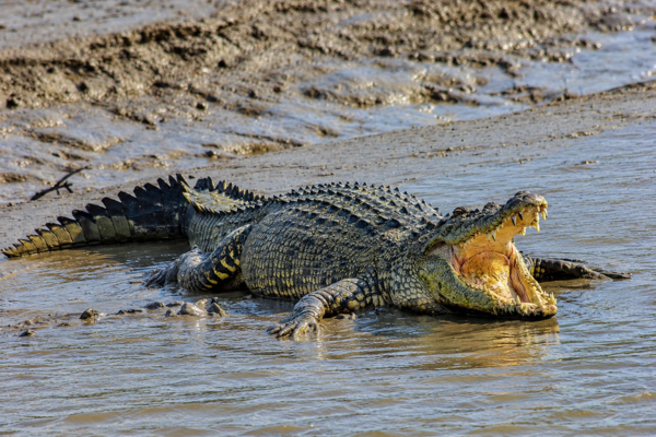 Sundarban Crocodiles: Hidden Predators of the Mangrove Forest