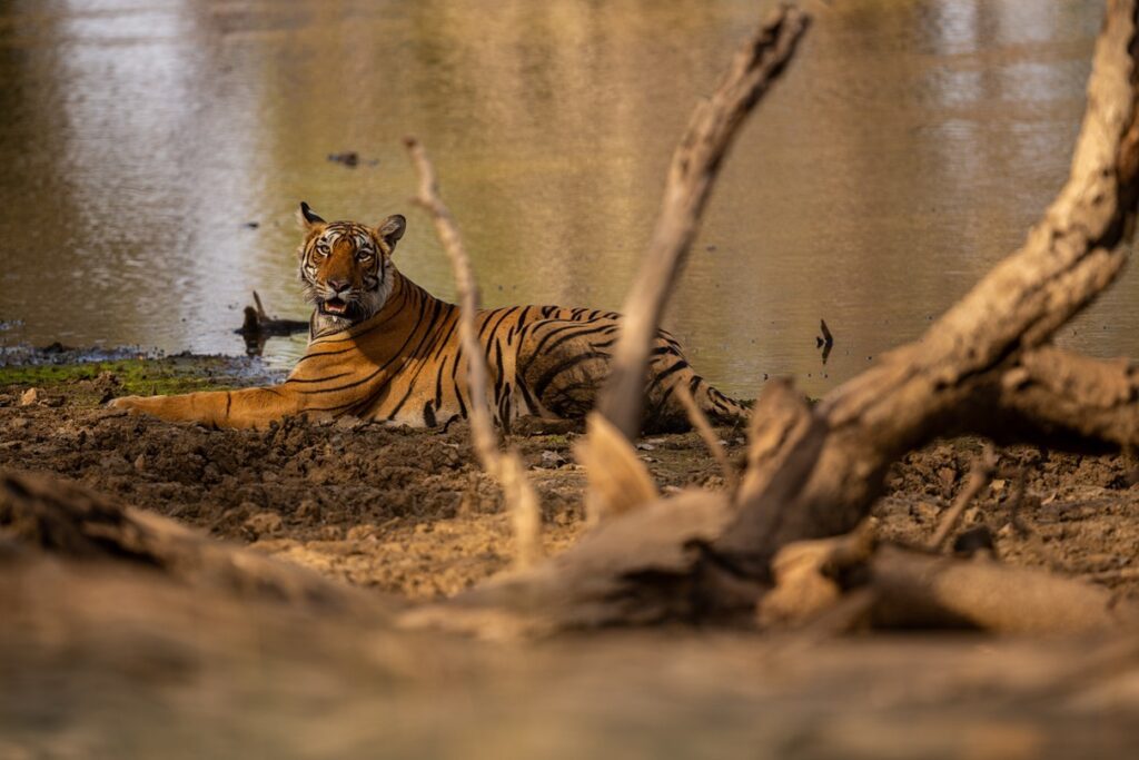 sundarban tour package 2024