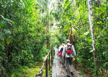 Ecuador-Amazon-Rainforest-Trip-Boardwalk